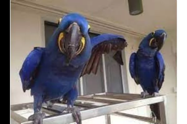 bellissimi ara accoppiati disponibili
