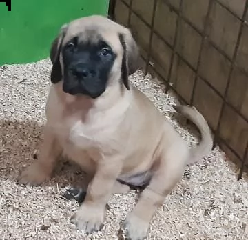 cuccioli mastiff