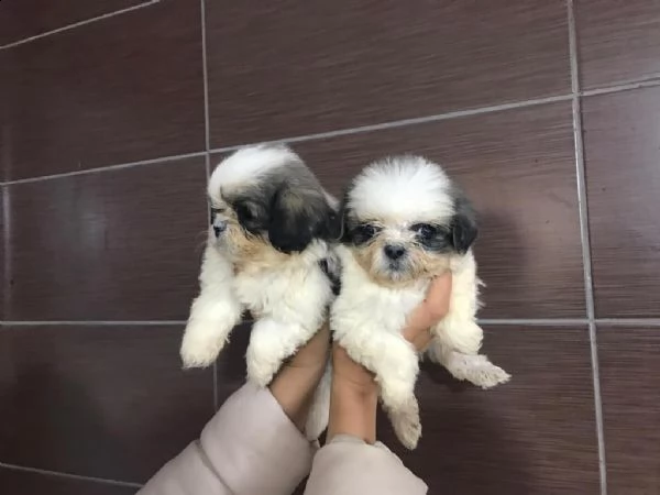 regalo cuccioli shih tzu whatsapp ( 0039 353 317 4023 )