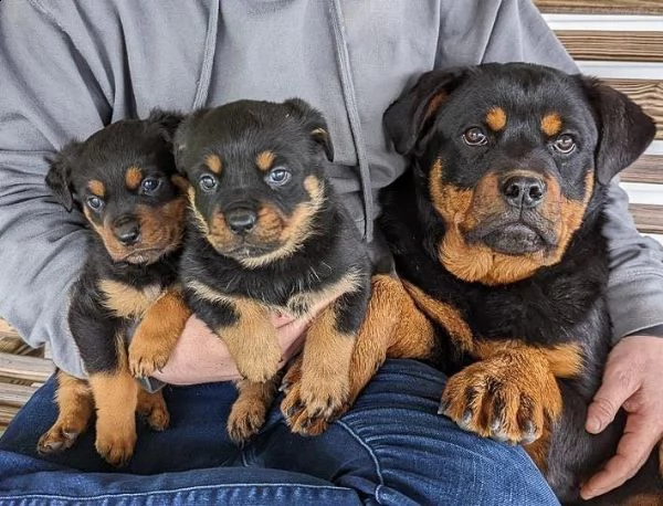 adotta un cucciolo di rottweiler whatsapp ( 0039 353 317 4023 ) | Foto 2