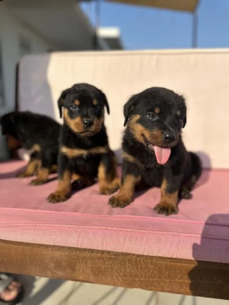 adotta un cucciolo di rottweiler whatsapp ( 0039 353 317 4023 ) | Foto 1