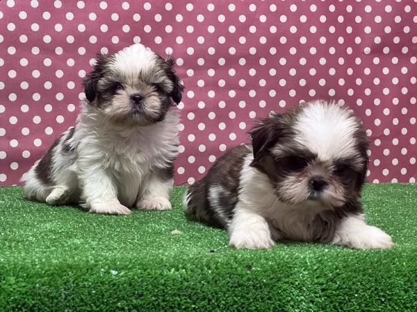 femmine maschi shih tzu disponibili whatsapp ( 0039 353 317 4023 ) | Foto 2