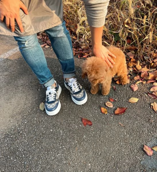 regalo abbiamo cuccioli di barboncino sono barboncino di dimensioni standard . sono registrati akc. 