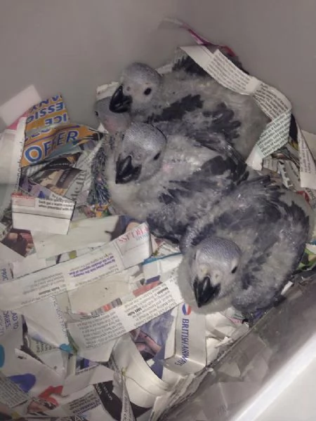 Pappagalli grigi del Congo pronti