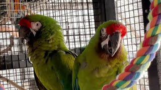 pappagalli amazzonici molto giocosi per buone case. 