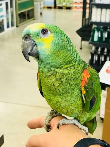 pappagalli amazon disponibili per le migliori case. | Foto 0