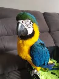 nascita molto bella con uova fertili disponibili