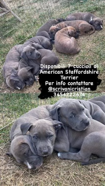 cuccioli american staffordshire terrier
