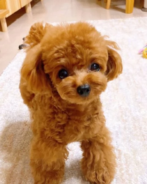 cuccioli barboncino toy