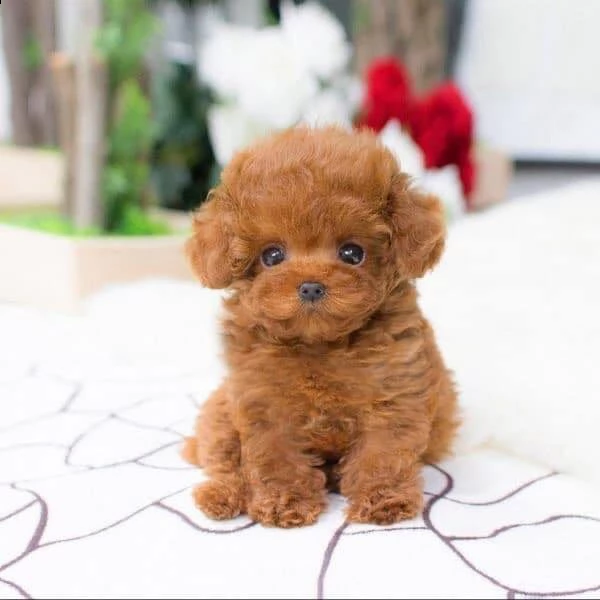 due cuccioli di barboncina toy