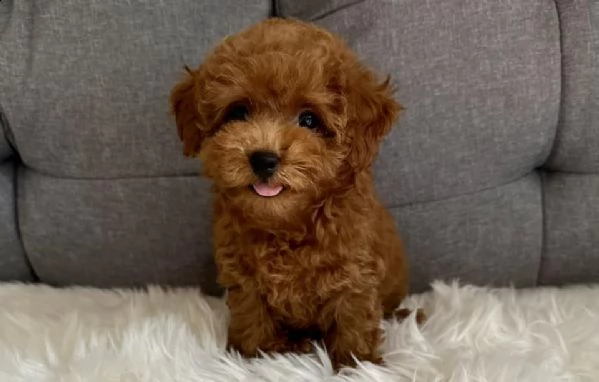 cuccioli barboncini toy piccoli 