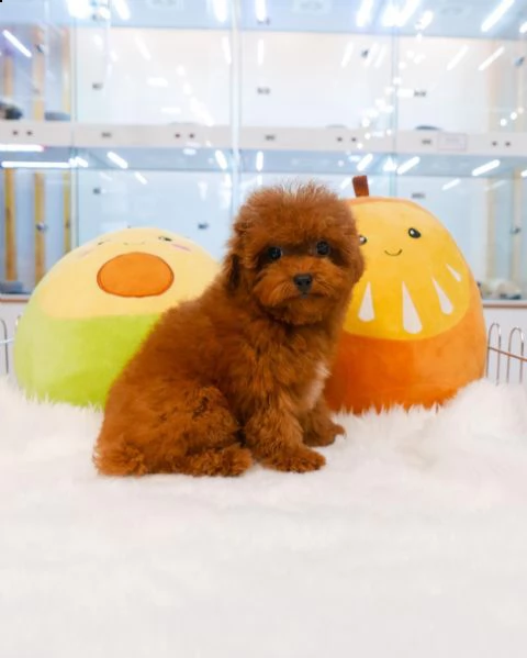 cuccioli di cane barboncino toy