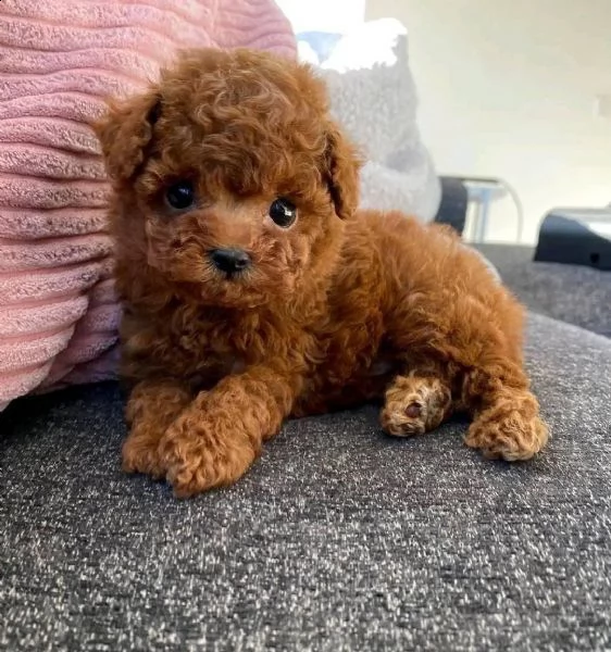 cuccioli di barboncino toy