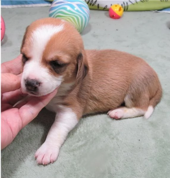 cuccioli di beagle