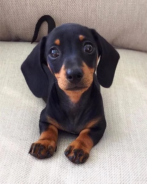 cuccioli di bassotto. | Foto 0