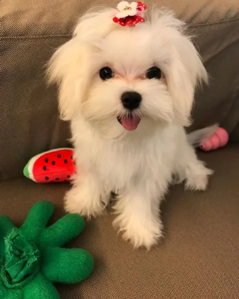 carino cucciolo maltese femmina pronto per la nuova casa | Foto 4