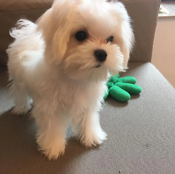 carino cucciolo maltese femmina pronto per la nuova casa | Foto 3