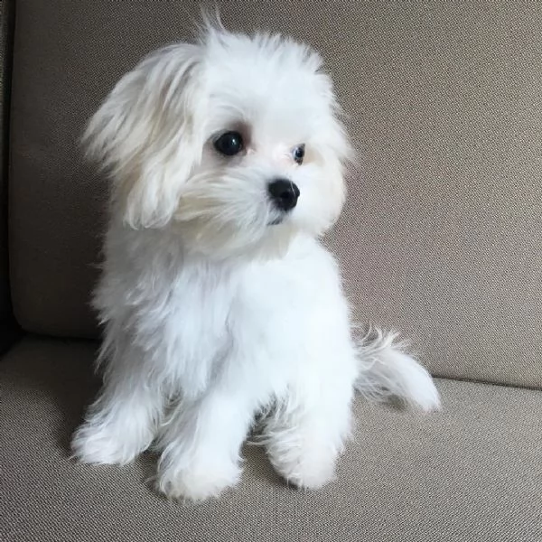 carino cucciolo maltese femmina pronto per la nuova casa | Foto 0