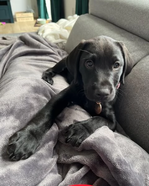 adorabile cucciolo di labrador | Foto 3