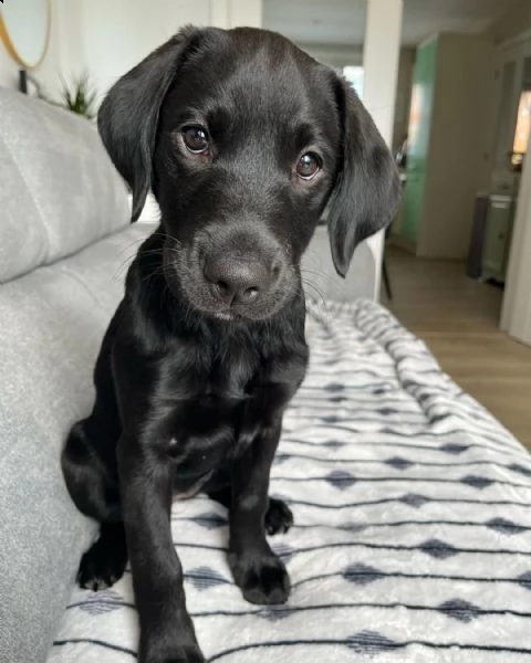 adorabile cucciolo di labrador | Foto 2
