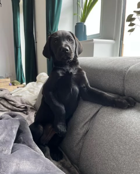 adorabile cucciolo di labrador | Foto 1