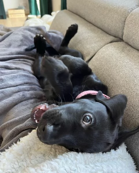 adorabile cucciolo di labrador | Foto 0
