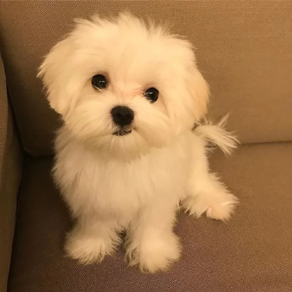 simpatico cucciolo maltese per una buona casa