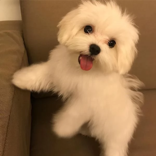 dolce femmina maltese | Foto 4