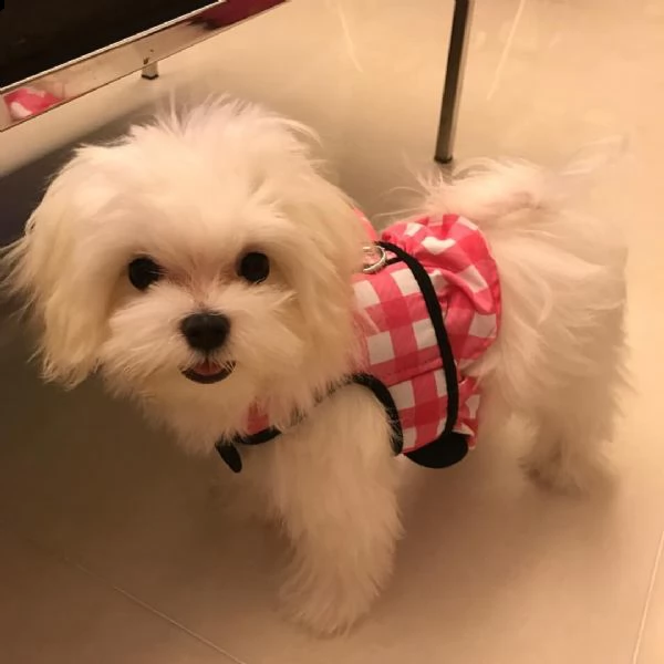 dolce femmina maltese | Foto 1