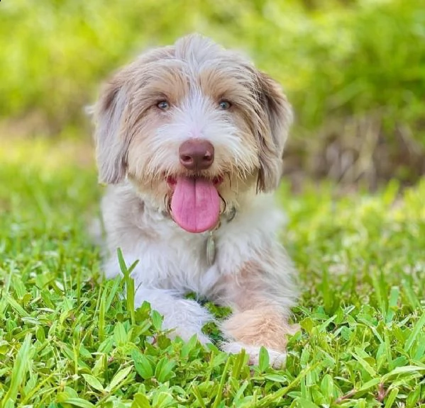cute babies for lovely homes 