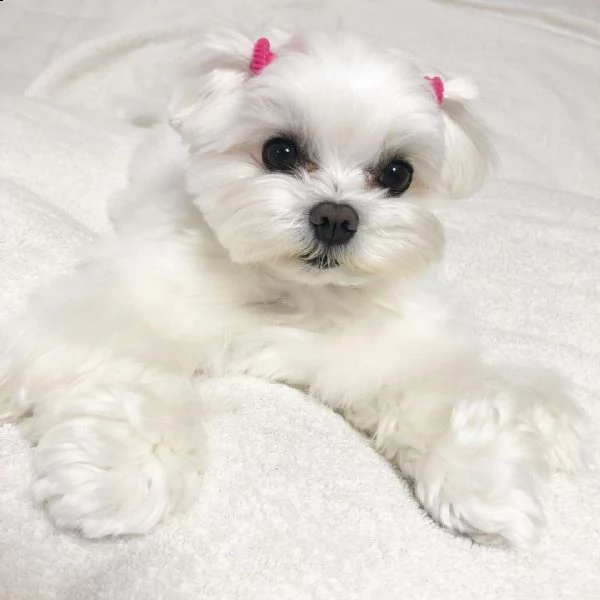 maltese for sale  | Foto 4