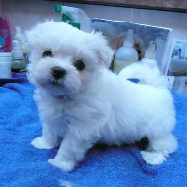 maltese for sale  | Foto 3