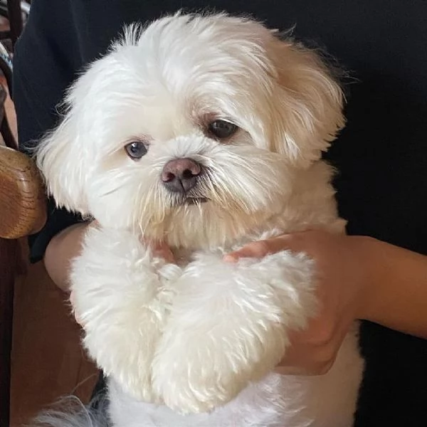 maltese for sale  | Foto 2