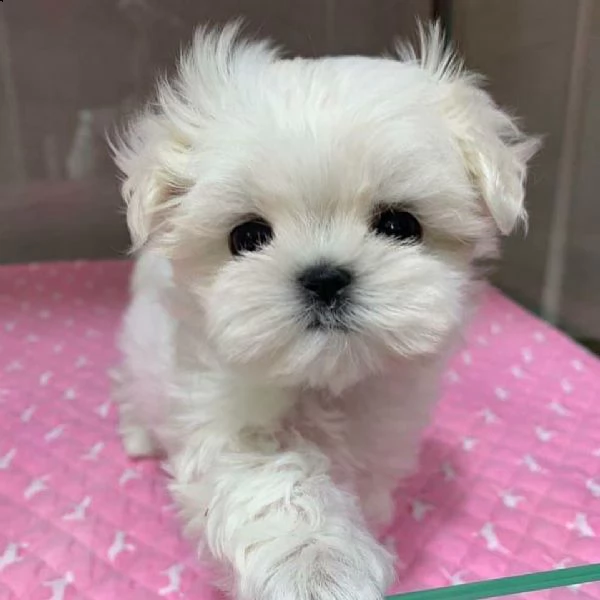 maltese for sale 