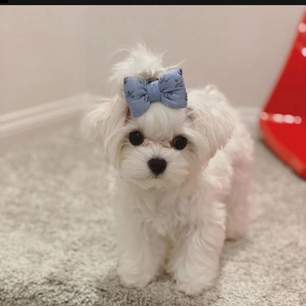 maltese for sale  | Foto 1