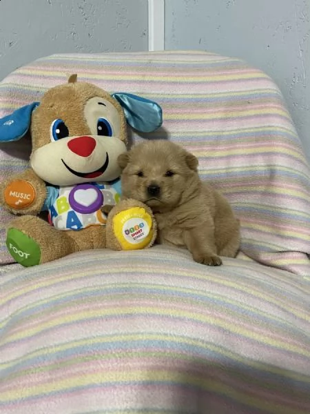 regalo cuccioli di chow chow whatsapp ( 0039 353 317 4023 )