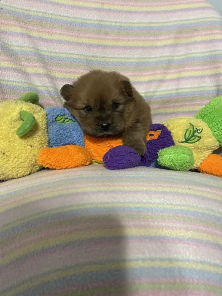 regalo cuccioli di chow chow whatsapp ( 0039 353 317 4023 ) | Foto 0