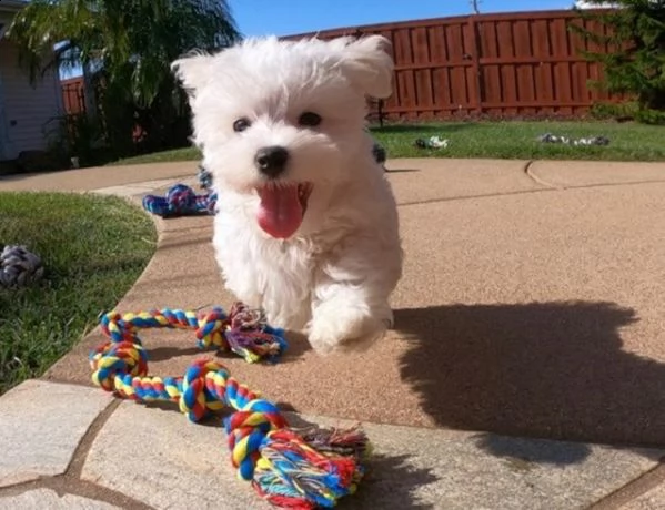cuccioli maltesi teacup in cerca di una nuova casa amorevole