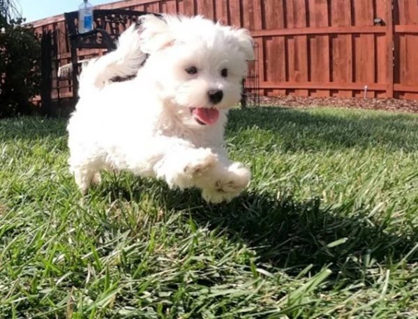 cuccioli maltesi teacup in cerca di una nuova casa amorevole | Foto 3