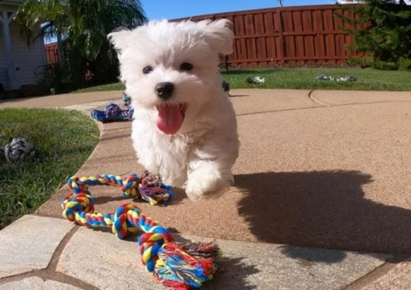 cuccioli maltesi teacup in cerca di una nuova casa amorevole | Foto 2