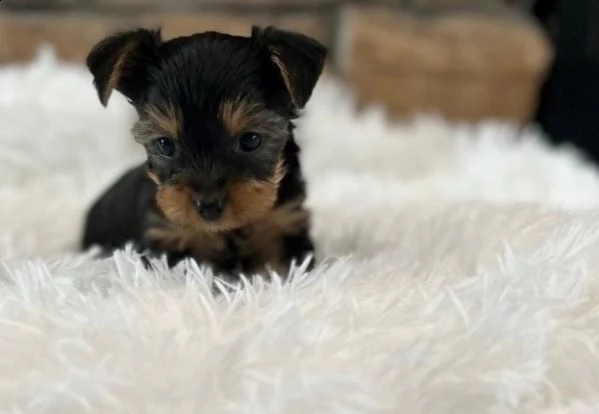 incredibili cuccioli di yorkshire in cerca di una nuova casa