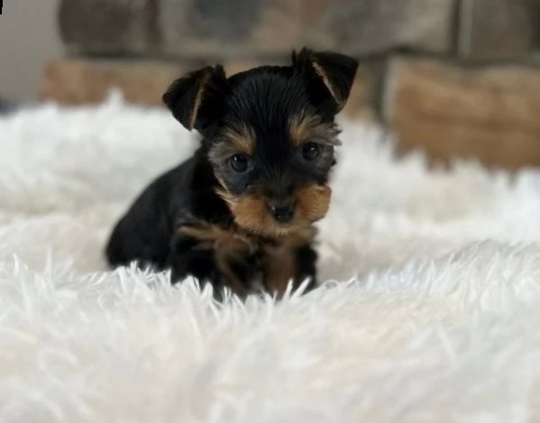 incredibili cuccioli di yorkshire in cerca di una nuova casa | Foto 2