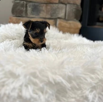 incredibili cuccioli di yorkshire in cerca di una nuova casa | Foto 0
