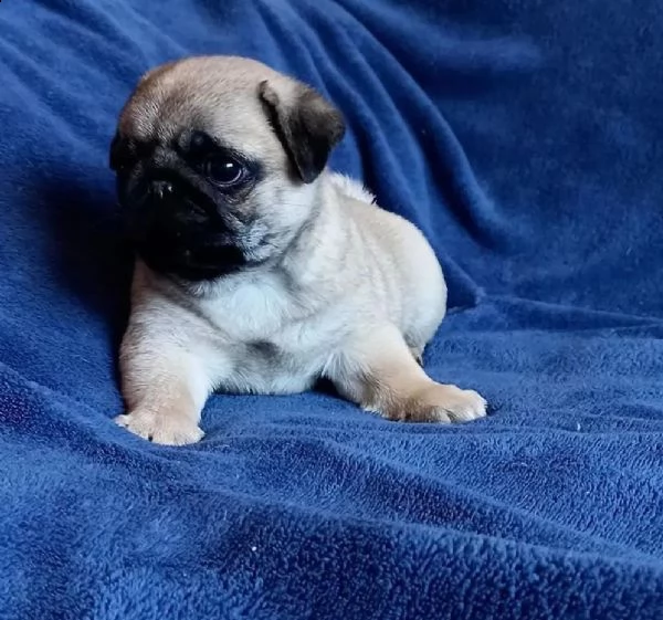 regalò carlino disponibile…… | Foto 0