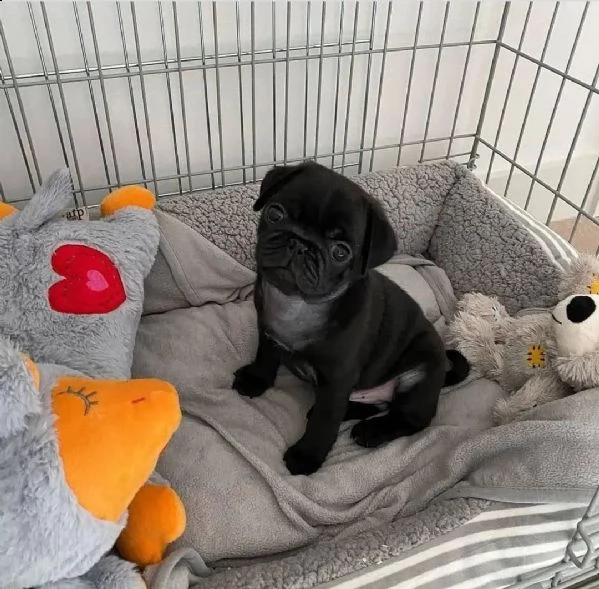 regalò carlino disponibile……