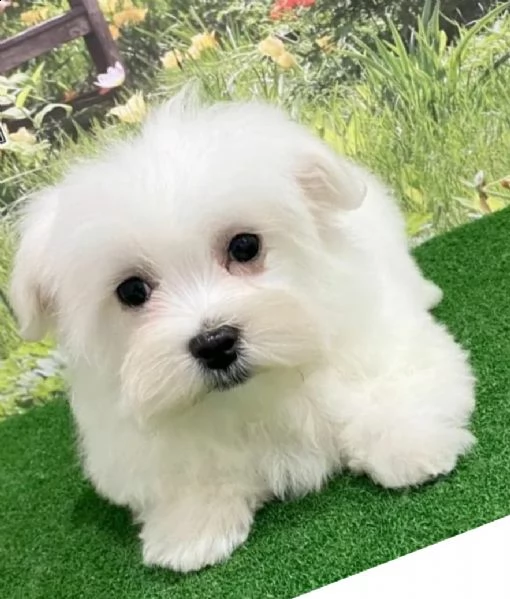 maltese  maschio e femmina disponibili per voi