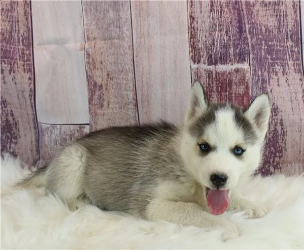 cuccioli di siberian husky in adozione