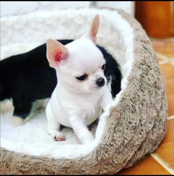  ///…chihuahua di 10 settimane disponibili per le vostre belle case