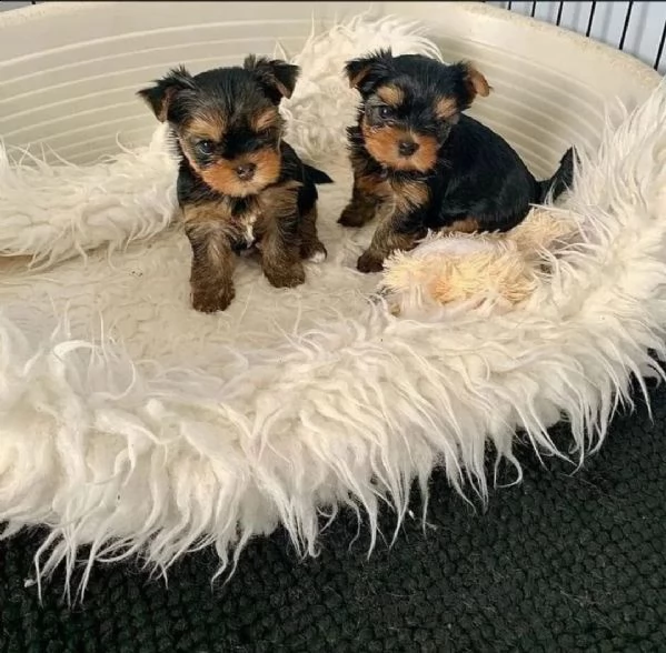 regalò yorkshire terrier disponibile  | Foto 0