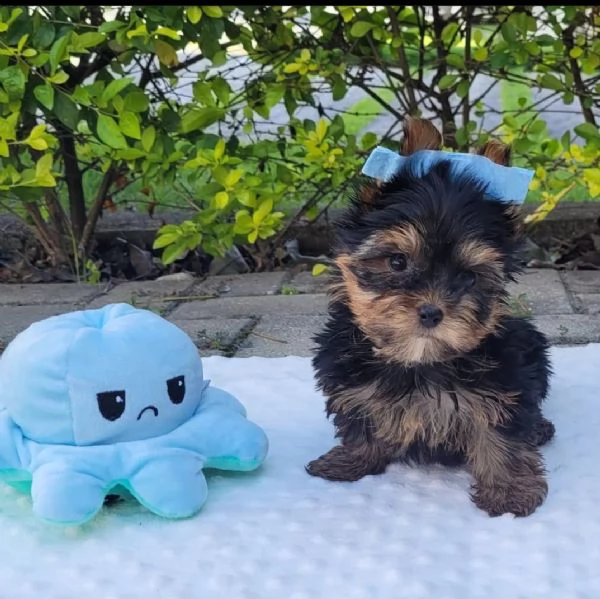 regalò yorkshire terrier disponibile 